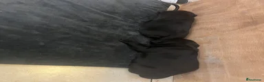 Labrador Retriever 3