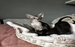 Oriental cats for sale: Pure breed Oriental kittens  - Image 12