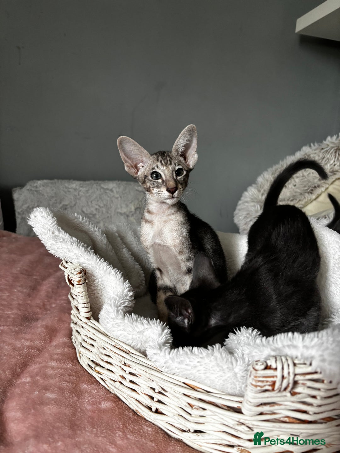 Oriental cats for sale: Pure breed Oriental kittens  - Image 12