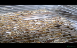 Gerbil rodents for sale: 3 gerbils +cage +supplies for sale  - Advert 4