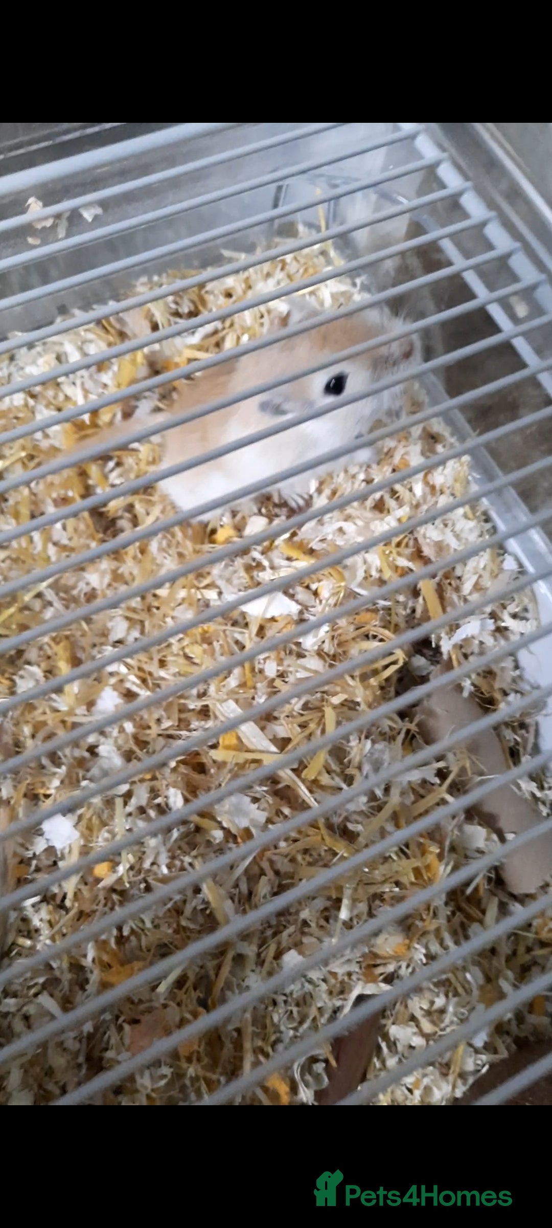 Gerbil rodents for sale: 3 gerbils +cage +supplies for sale  - Advert 4