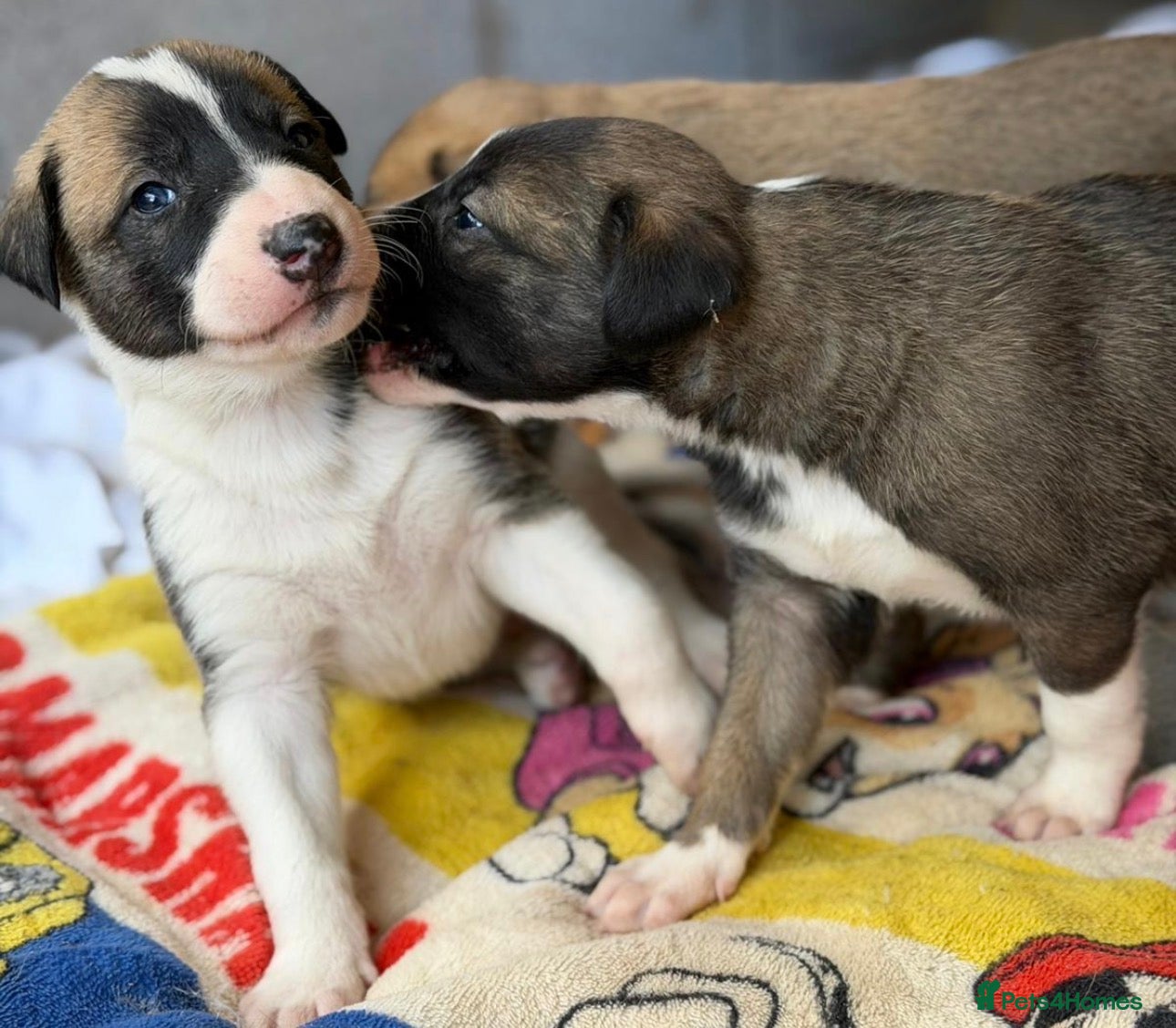 Lurcher dogs for sale: Lurcher puppies in Ludlow - Advert 1