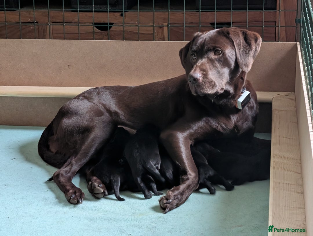 Labrador Retriever dogs for sale: Gorgeous KC registered Black Labrador Puppy - Advert 10