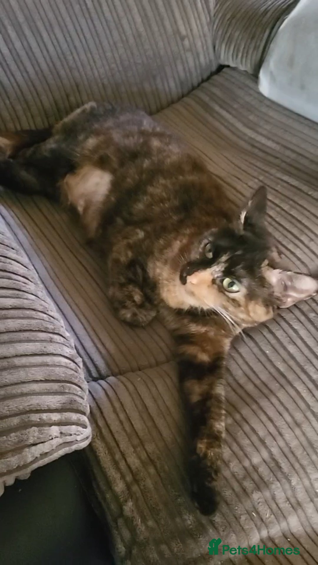 Mixed Breed cats for sale: Long-haired Mixed Breed Kittens £65-£95 - Advert 6