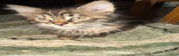 Maine Coon cats for sale: Gorgeous Maine Coon X Kittens Ready Now! 🐾 - Advert 6