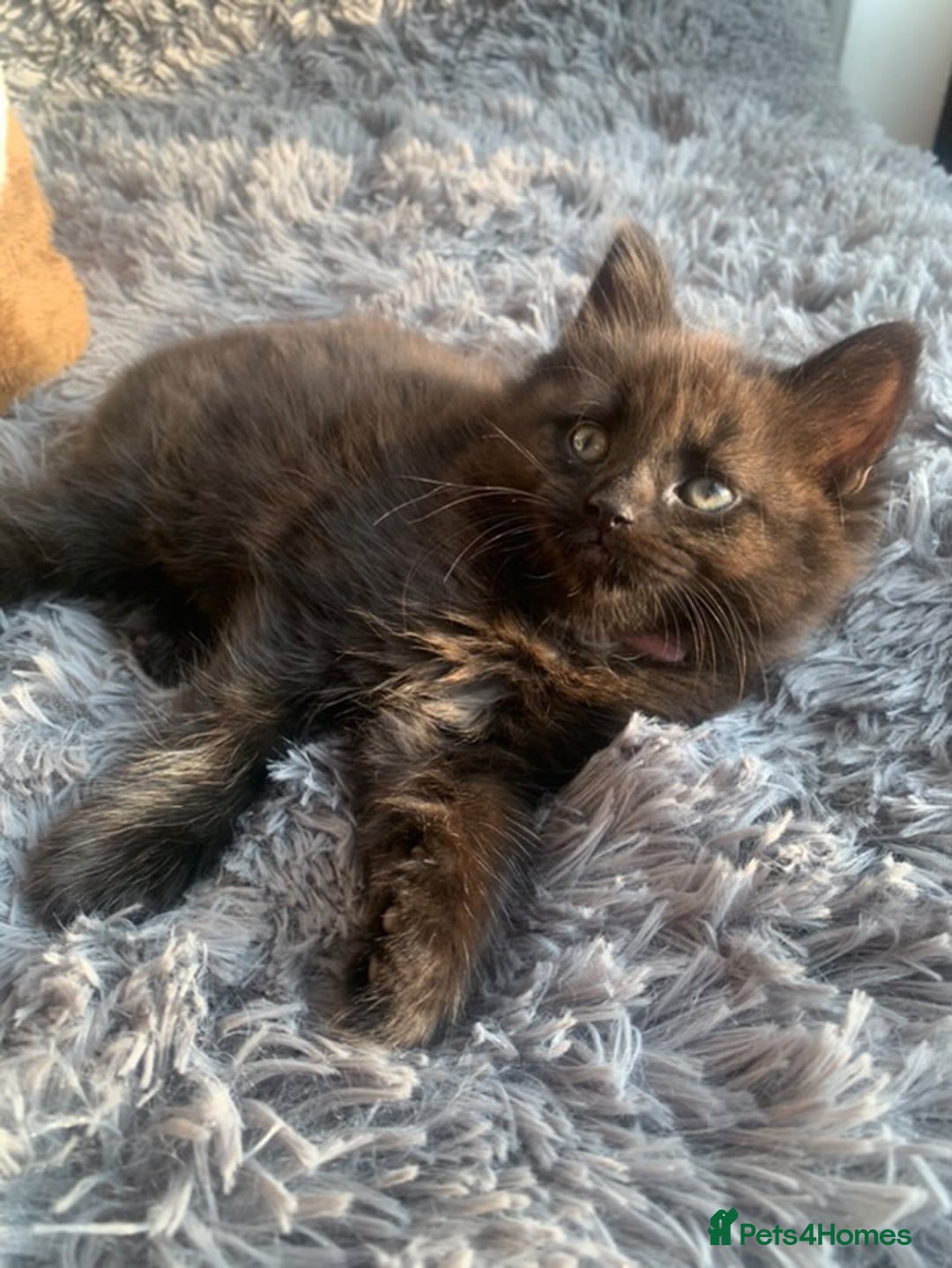 Norwegian Forest Cat cats for sale: GORGEOUS KITTENS READY FOR NEW HOMES SUNDAY in Birmingham - Image 6