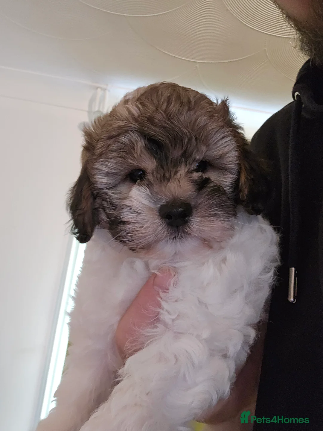 Shihpoo dogs for sale: Beautiful 3rd Generation Shihpoos  - Advert 13