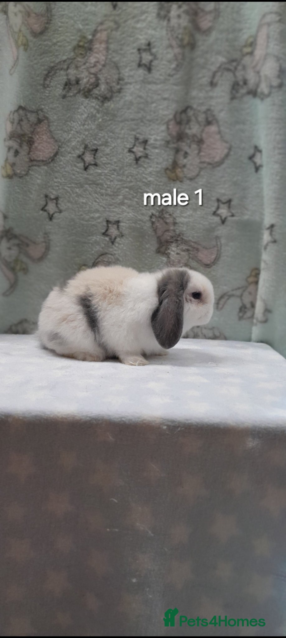 Mini Lop rabbits Purebred mini lop rabbits  - Advert 1