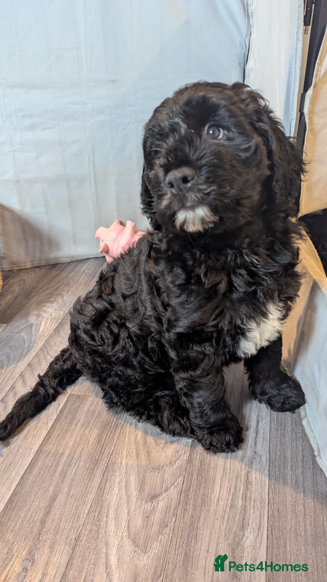 Sheepadoodle dogs Our last sheepadoodle ❤️ F1 OES x POODLE - Advert 1