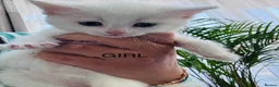 Mixed Breed cats for sale: Adorable kittens ready for their new homes - Advert 1