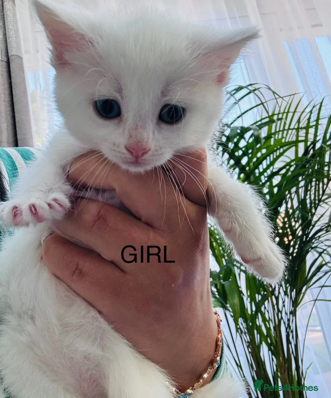 Mixed Breed cats for sale: Adorable kittens ready for their new homes - Advert 1