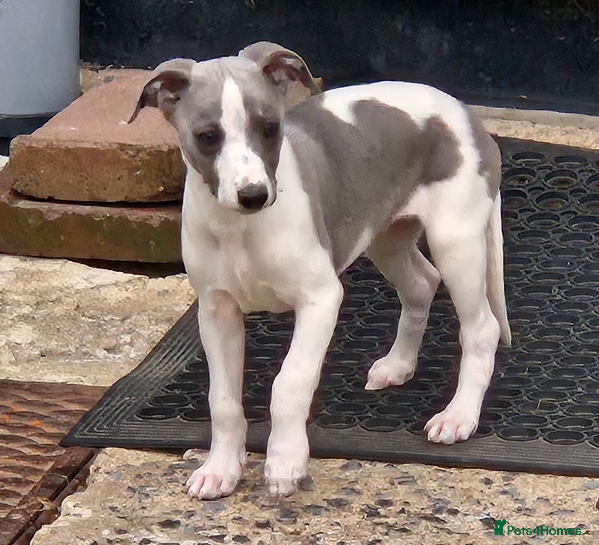 Whippet dogs Kc reg blue whippet pups ready now  - Advert 11