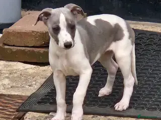 Whippet dogs Kc reg blue whippet pups ready now - Advert 11
