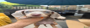 Dachshund 1
