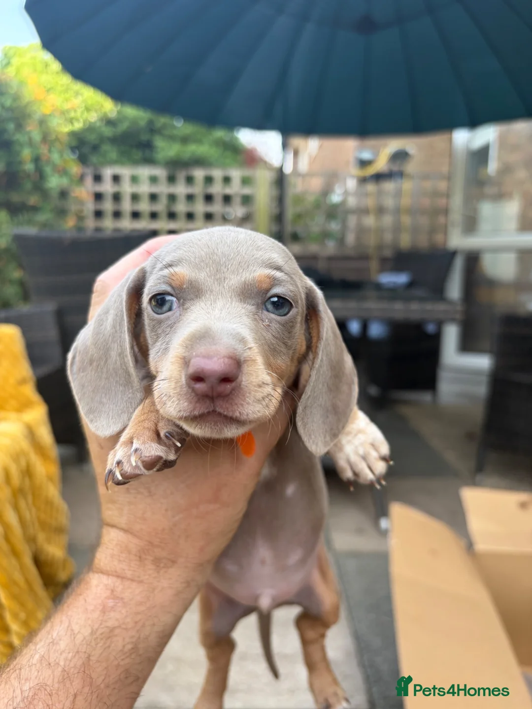 Dachshund dogs for sale: Isabella dachshunds  - Advert 19