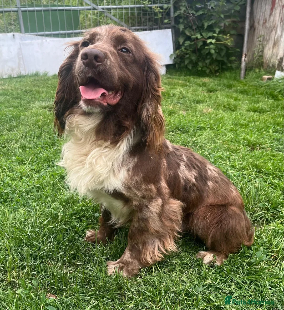 Cocker Spaniel dogs for sale: KC cocker spaniel puppies.  - Advert 25