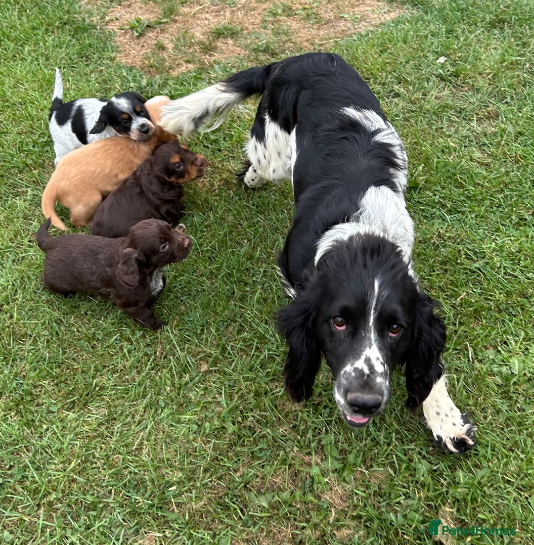 Cocker Spaniel dogs for sale: GORGEOUS WORKING COCKER PUPS - Image 27