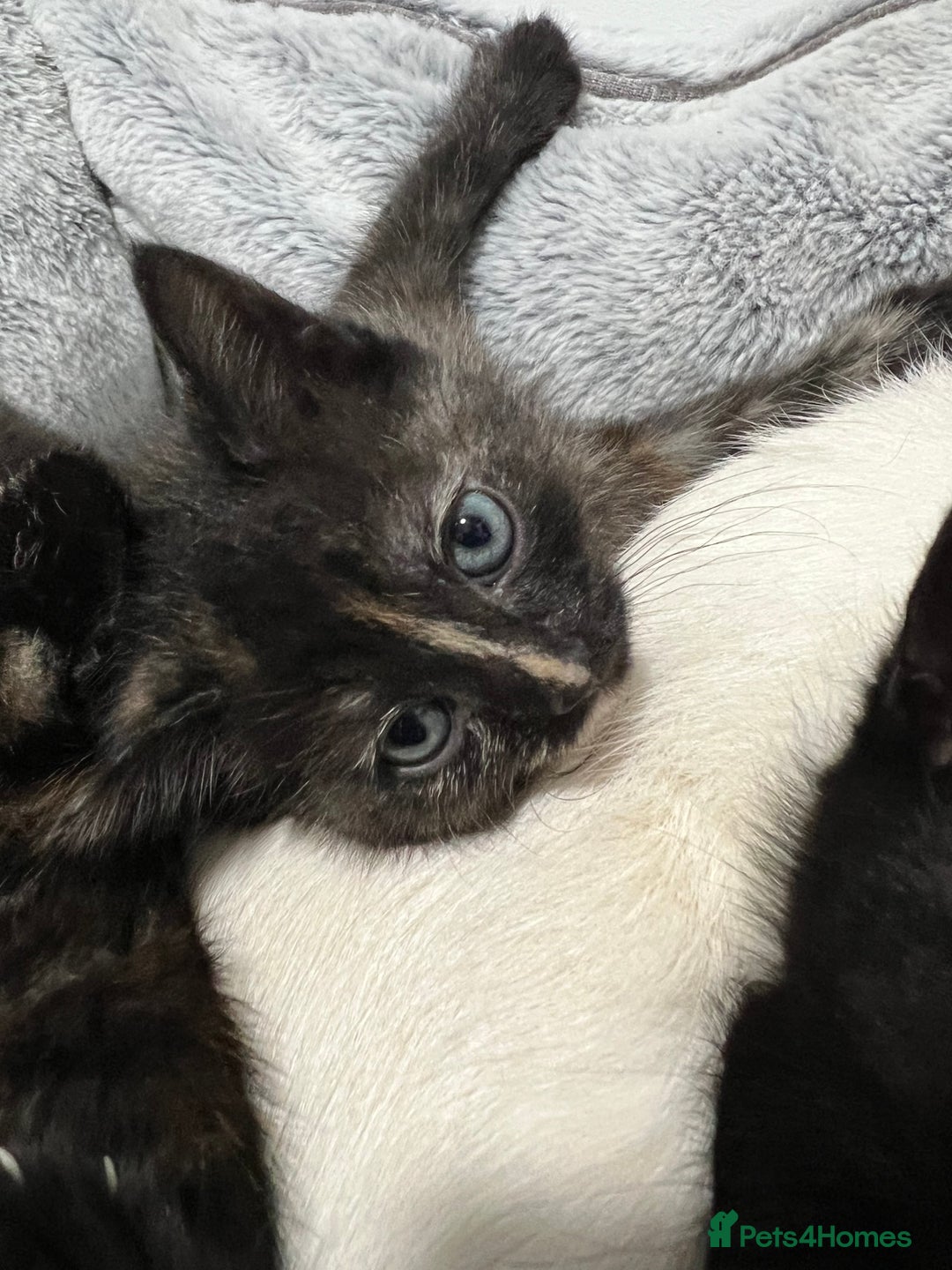 Ragdoll cats for sale: URGENT Ragdoll kittens x4 ready this week - Image 17