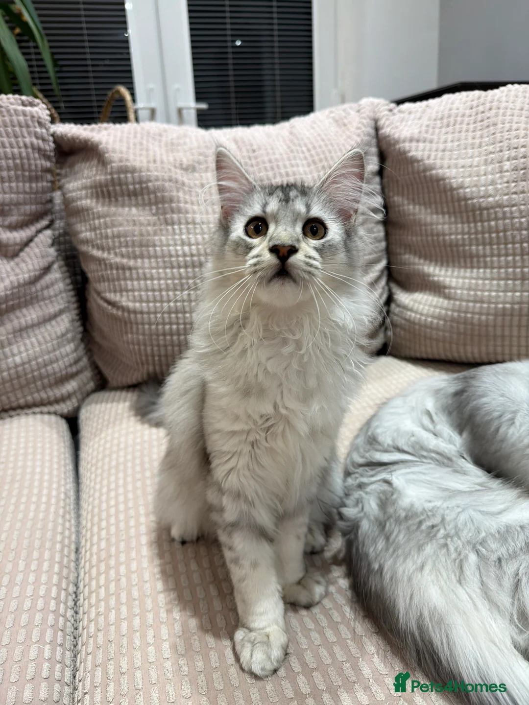 Maine Coon cats for sale: Stunning Black Silver Shaded Maine Coon Kittens - Advert 2
