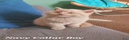 British Shorthair cats for sale: ⭐️ GCCF Registered British Shorthair Kittens ⭐️ - Advert 5