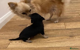 Chihuahua dogs for sale: Female Chihuahua - Image 5