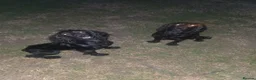 Cocker Spaniel dogs for sale: 16 month old male cocker spaniel - Advert 3
