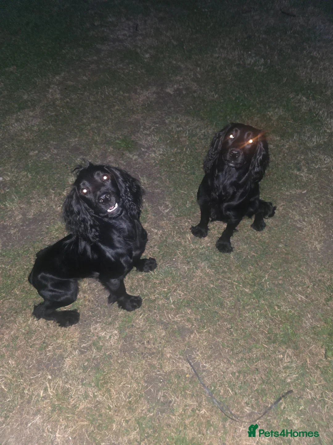 Cocker Spaniel dogs for sale: 16 month old male cocker spaniel - Advert 3