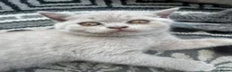 British Shorthair cats for sale: 3x British Shorthair Kittens - Ready to go in Bedworth - Advert 6