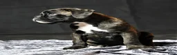 Boxer dogs for stud: KC Registered boxer for stud - Advert 26