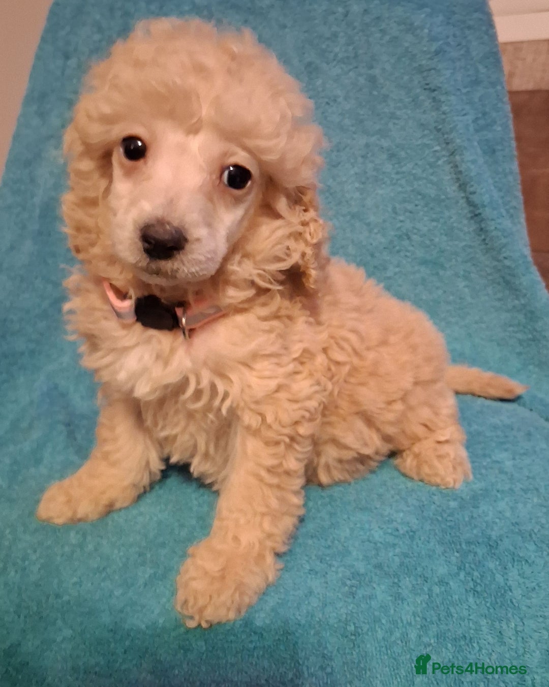 Mixed Breed dogs for sale: lovely poodle pups - Advert 3