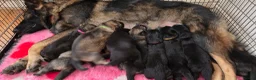 German Shepherd dogs for sale: German Shepherd Puppies in Northwich - Advert 15