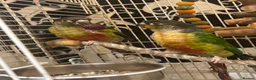 Conures birds for sale: Bonded pair of yellow-sided conures - Advert 7
