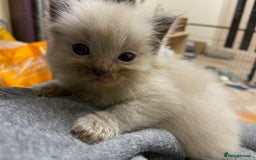 Ragdoll cats for sale: Beautiful Blue Point Ragdoll kittens - Image 8
