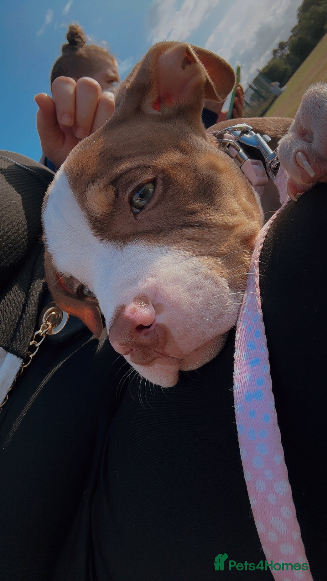 Mixed Breed dogs for sale: Bonnie (Staffy + pocket bully)  - Advert 12