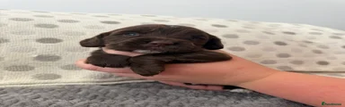 Male 4