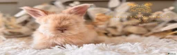 Angora rabbits for sale: BEAUTIFUL LITTER OF ANGORAS - Advert 6