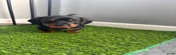 Miniature Dachshund dogs for sale: Miniature dachshund puppies  - Advert 6