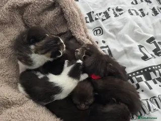 Mixed Breed cats 7 kittens, half Maine Coon - Advert 10