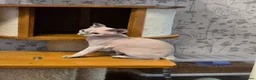 Devon Rex cats for sale: READY NOW Super loving Devon Rex - Advert 12