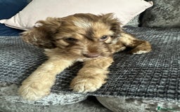 Cockapoo dogs for sale: ENGLISH SHOW F1 COCKAPOO BOY - Image 3