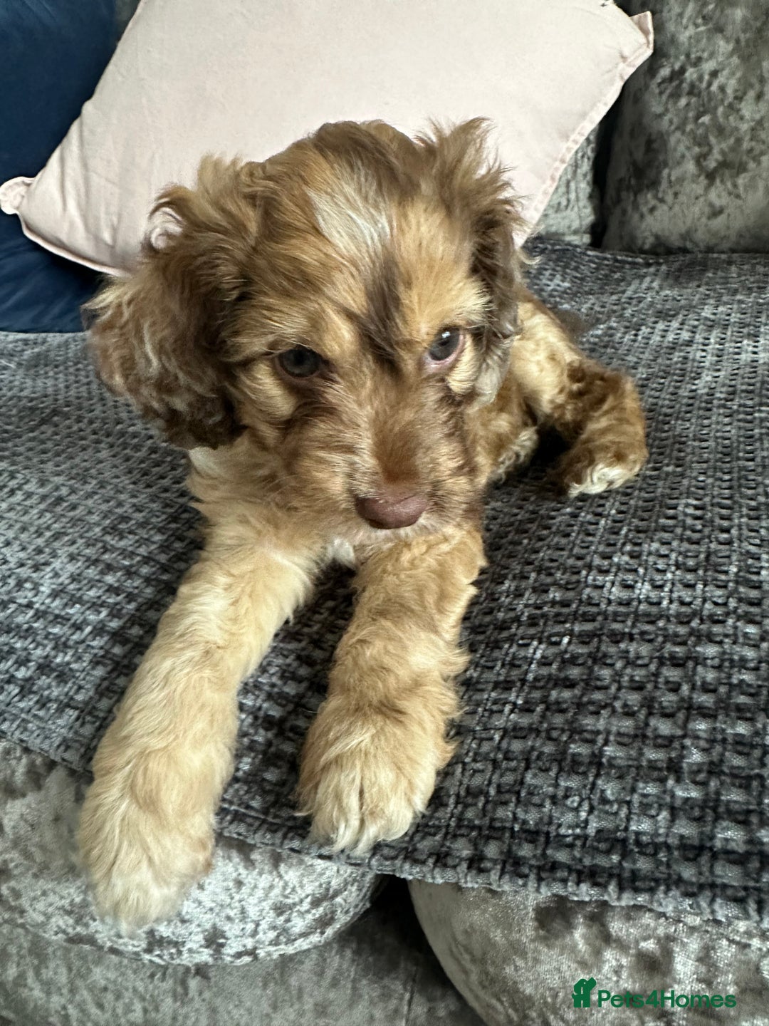 Cockapoo dogs for sale: ENGLISH SHOW F1 COCKAPOO BOY - Image 3