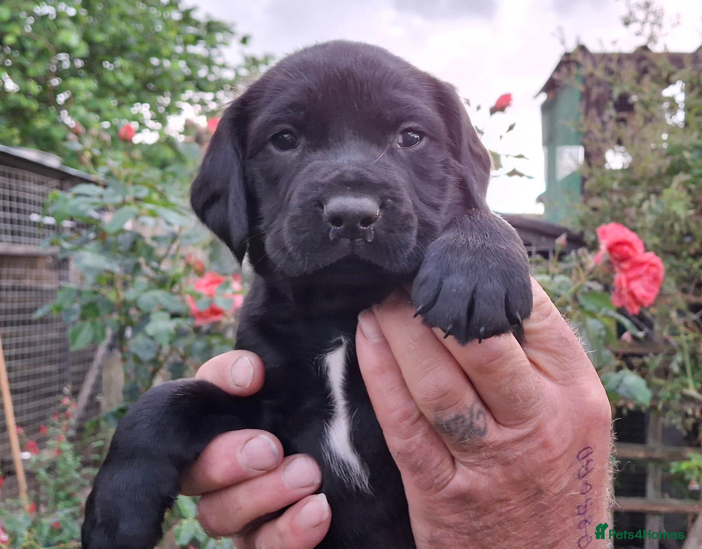 Springador Puppy 4