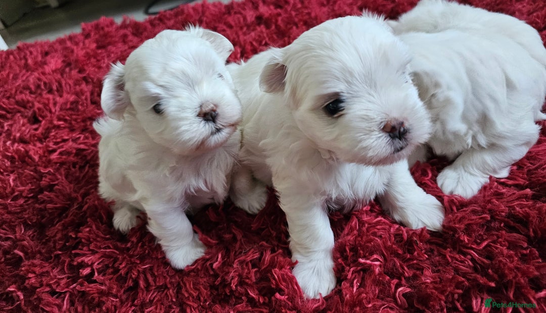 Maltese dogs for sale: MALTESE💖KC.Registered,5 generation pedigree🩵 🐩 - Image 7