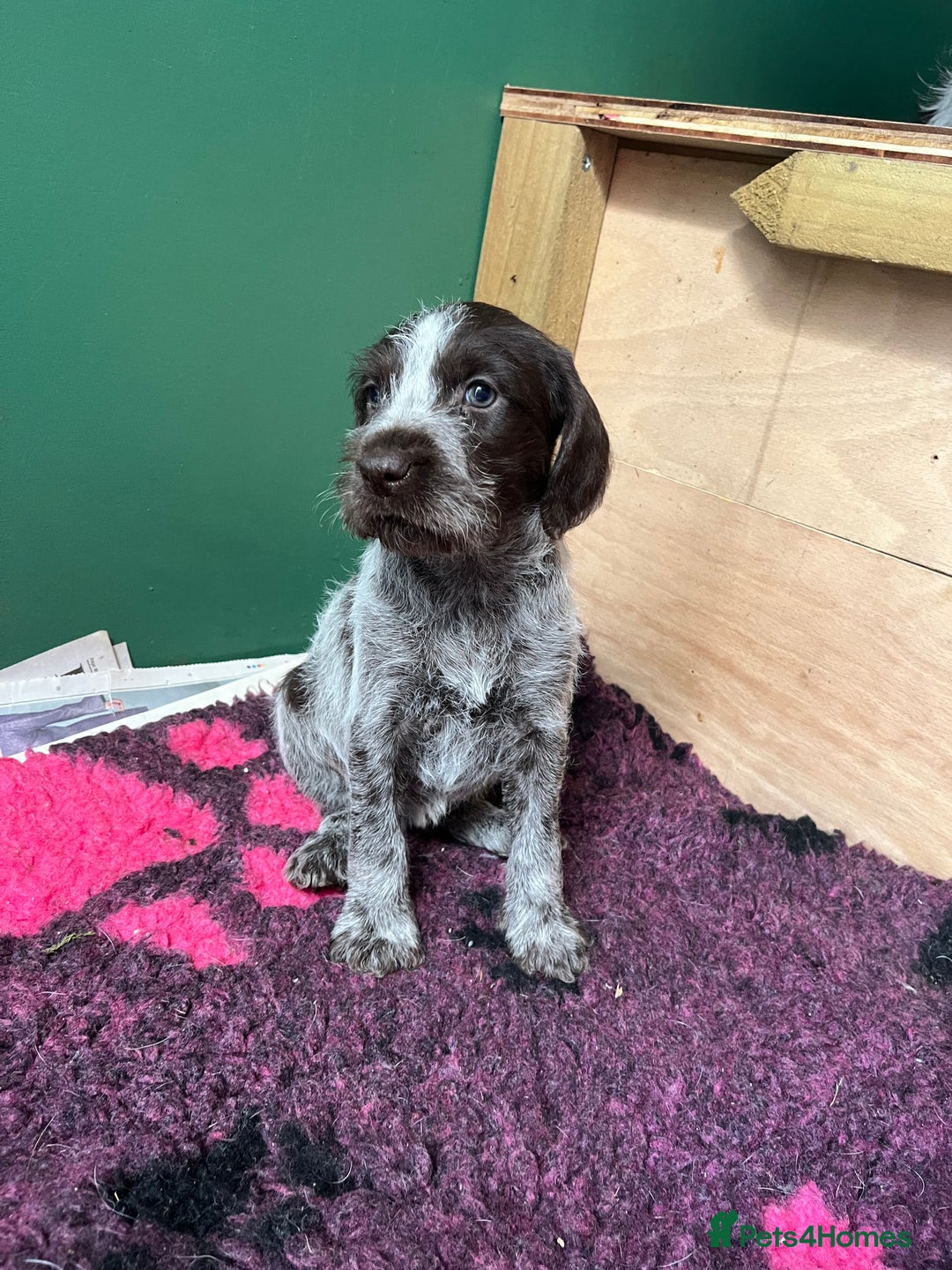 German Wirehaired Pointer dogs for sale: German Hired Haired Pointer Last Girl ready to go  - Advert 5