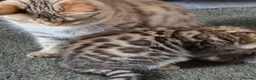 Bengal cats for sale: FULL CASHMERE FEMALE  - Advert 5