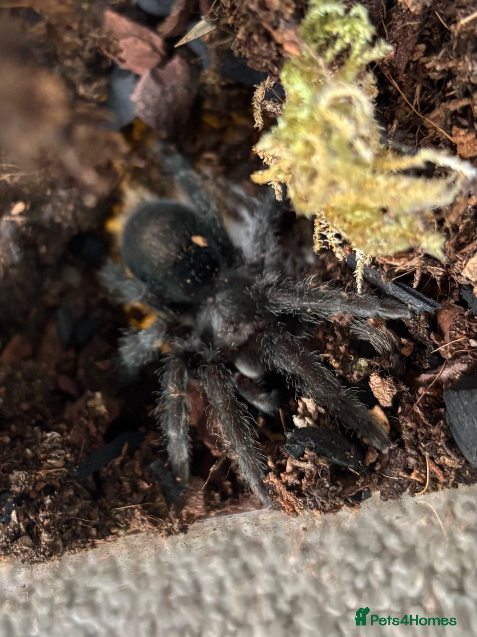 Tarantulas invertebrates X2 Unsexed Juvenile Tarantulas - Advert 7