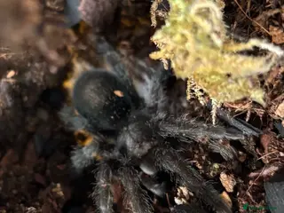 Tarantulas invertebrates X2 Unsexed Juvenile Tarantulas - Advert 1