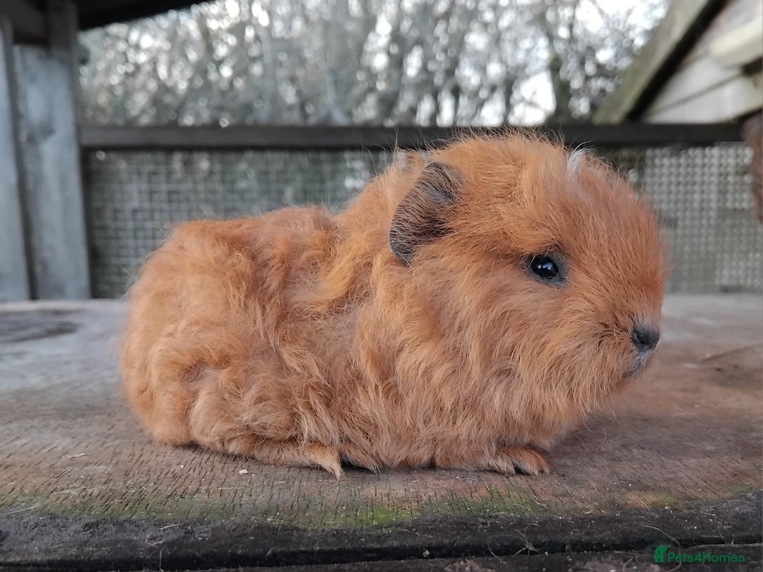 Guinea Pig rodents for sale: Swiss, Dalmation, Self Chocolate Boys and Girls - Advert 6