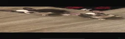 French Bulldog dogs for sale: ⭐ Last boy KC Registered Frenchies ⭐  - Advert 2