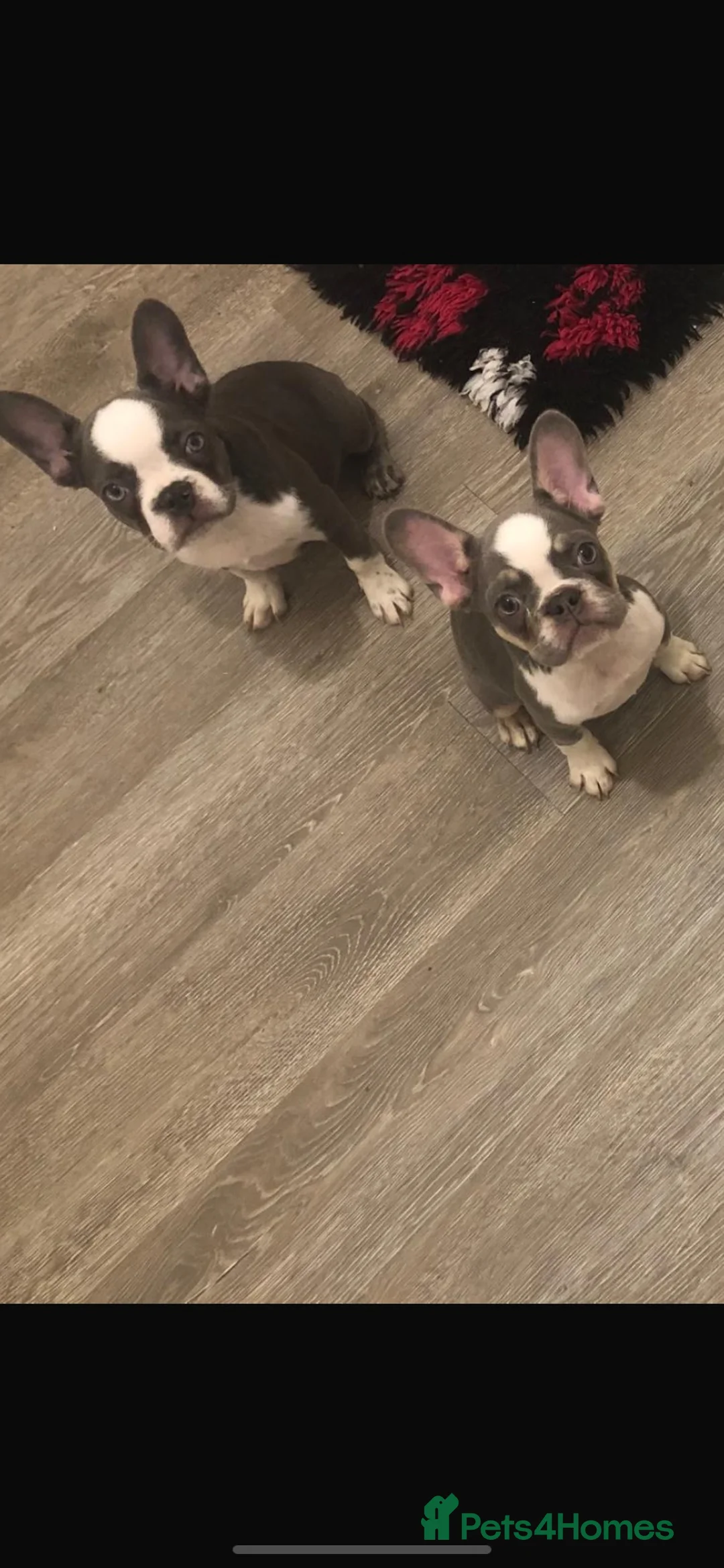 French Bulldog dogs for sale: ⭐ Last boy KC Registered Frenchies ⭐  - Advert 2